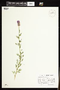 Dalea purpurea var. purpurea image
