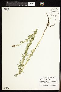 Media resource of Dalea purpurea