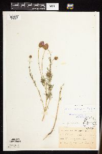 Dalea purpurea image