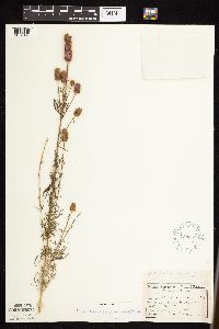 Dalea purpurea image