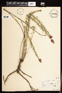 Dalea purpurea var. purpurea image