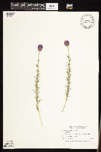 Dalea purpurea var. purpurea image