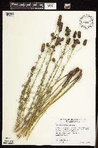 Dalea purpurea var. purpurea image