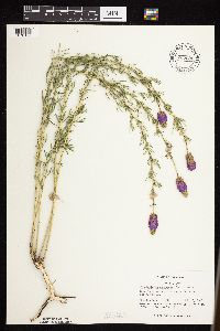 Dalea purpurea image