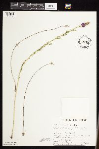 Dalea purpurea image