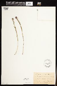 Dalea purpurea image