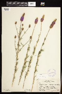 Dalea purpurea image