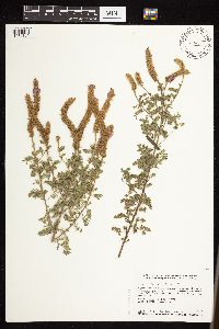Dalea villosa image