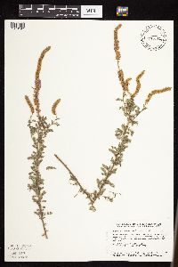 Dalea villosa image