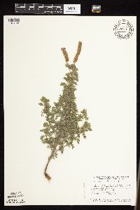 Dalea villosa image