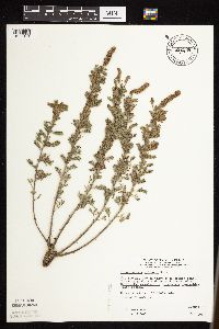 Dalea villosa image