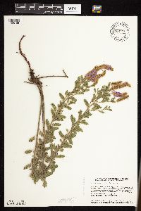 Dalea villosa image