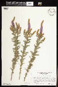 Dalea villosa image