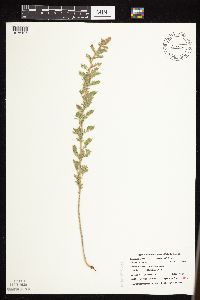 Dalea villosa image