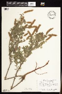 Dalea villosa image