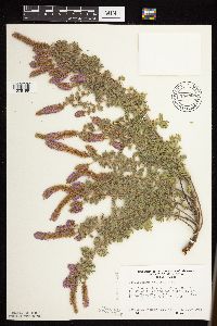 Dalea villosa image