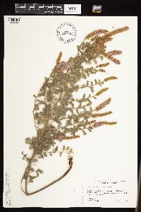 Dalea villosa image