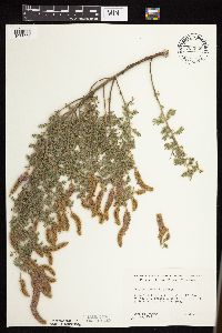 Dalea villosa image