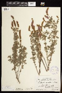 Dalea villosa image