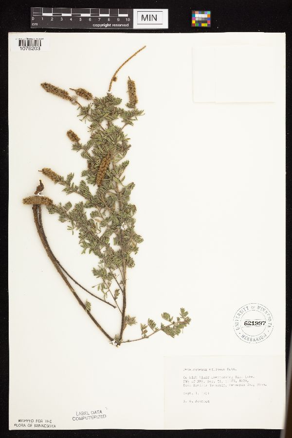 Dalea villosa image