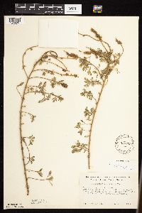 Dalea villosa image