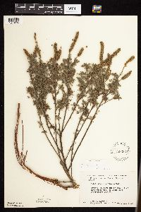 Dalea villosa image