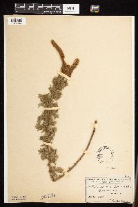 Dalea villosa image