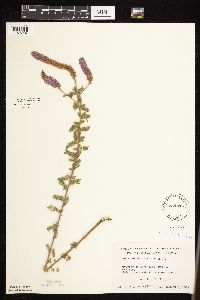 Dalea villosa image