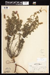 Dalea villosa image