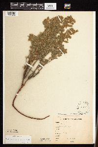 Dalea villosa image