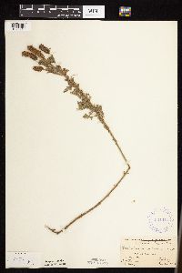 Dalea villosa image