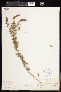 Dalea villosa image