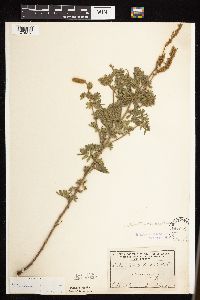 Dalea villosa image