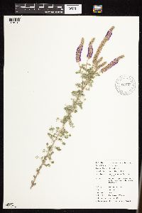 Dalea villosa image