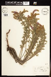 Dalea villosa image