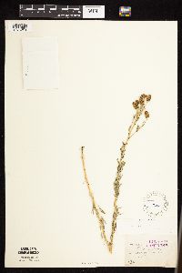 Dalea villosa image