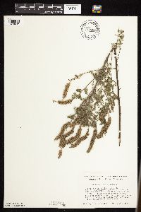 Dalea villosa image