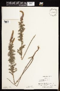 Dalea villosa image
