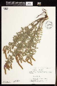 Dalea villosa image