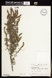 Dalea villosa image