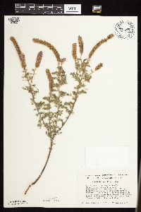 Dalea villosa image