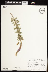 Dalea villosa image