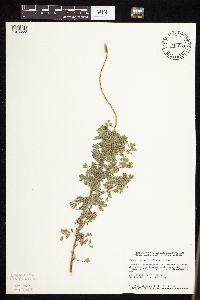 Dalea villosa image