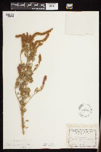 Dalea villosa image