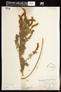 Dalea villosa image