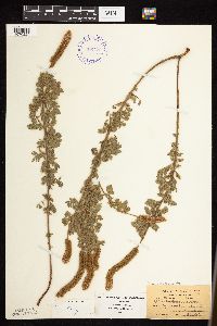 Dalea villosa image