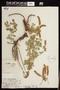 Dalea villosa image