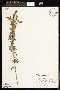 Dalea villosa image