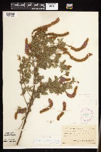 Dalea villosa image
