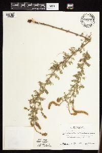 Dalea villosa image